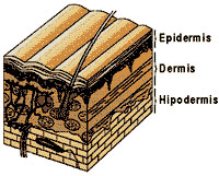 Estructura de la piel, con la Epidermis, la Dermis y la Hipodermis, que pueden sufrir quemaduras