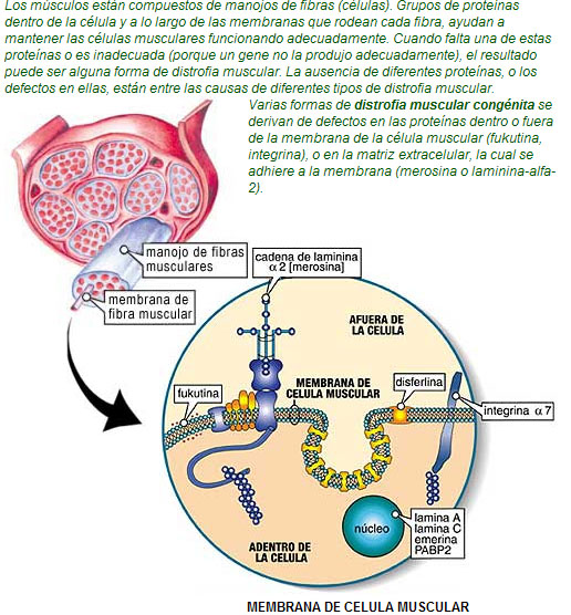 Distrofia Muscular Discapnet