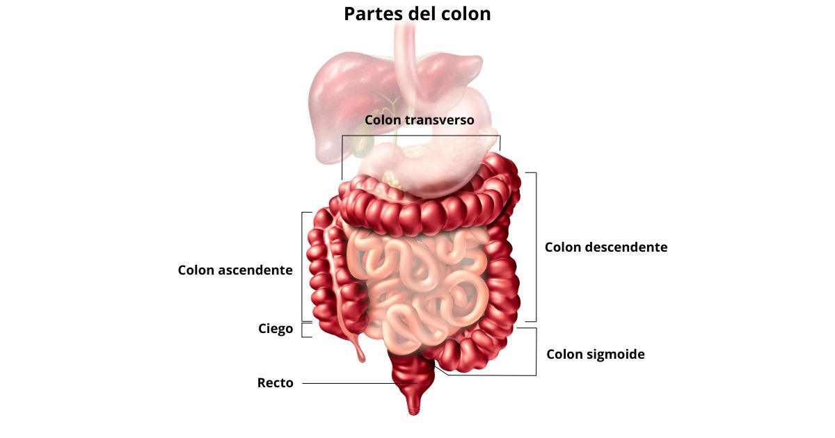 partes del colon
