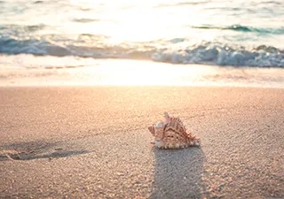 Caracola de mar sobre la arena de la playa en donde el sol se refleja sobre el agua del mar